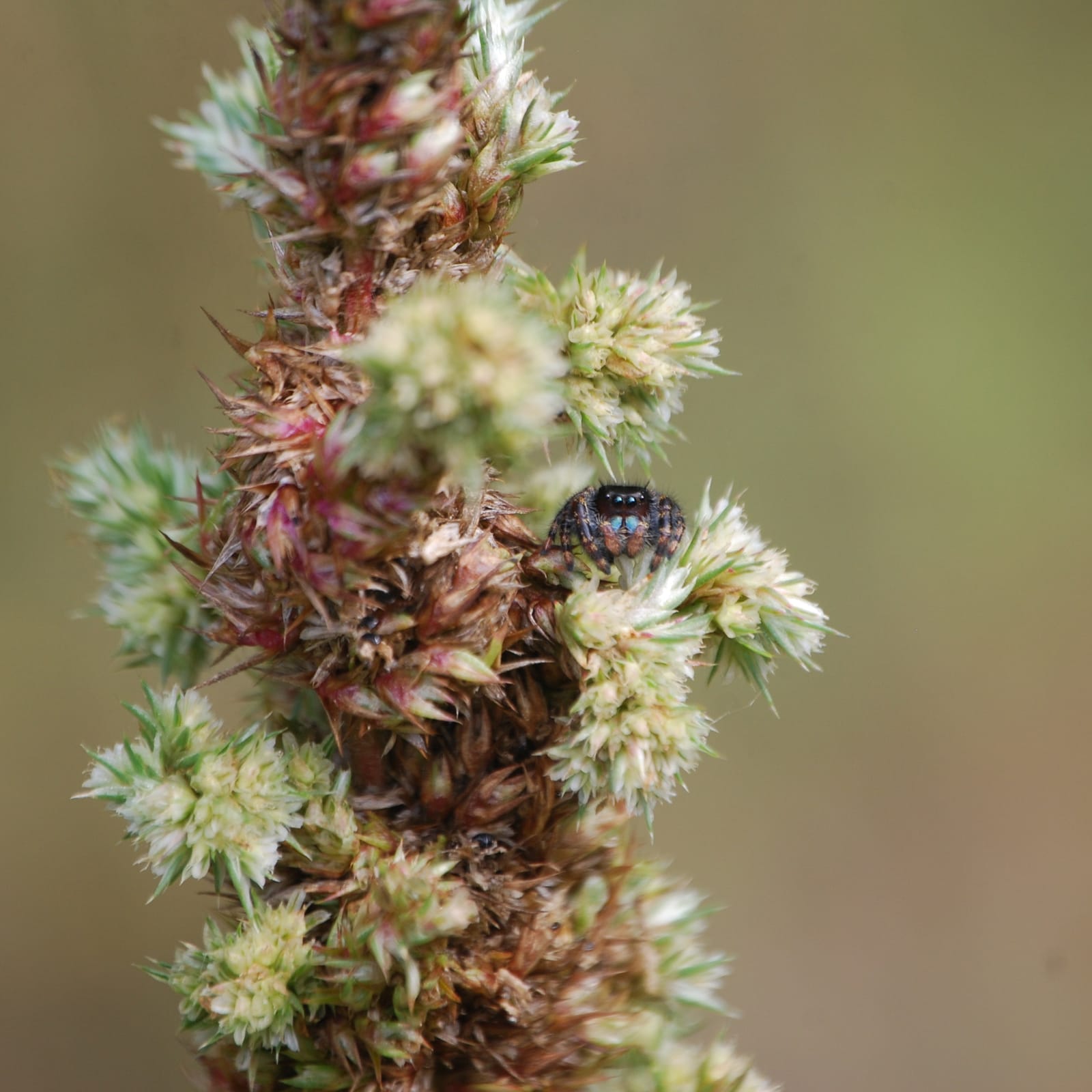 A macro photograph of a small Jumping Spider nestled in the flowering and seed bearing portion of Red Root Pigweed in Autumn.